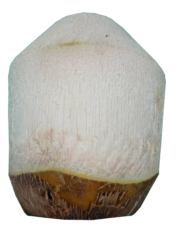 Customize Coconut